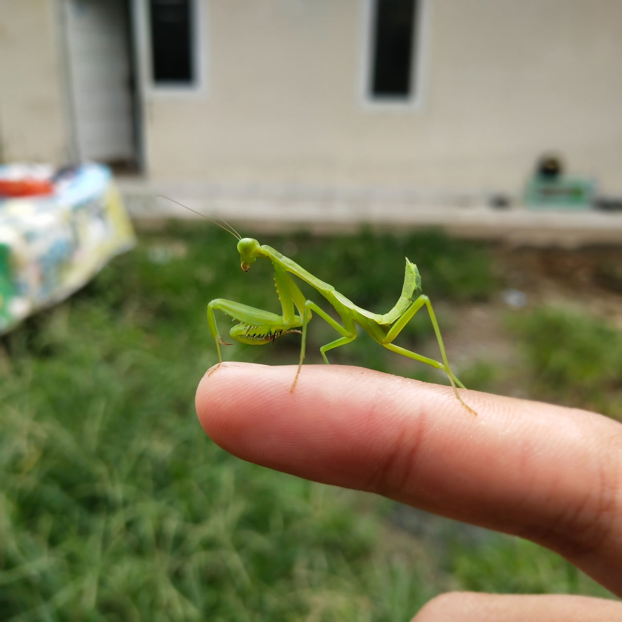 CLOSE-UP OF INSECT ON FINGER