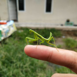 Close-up of insect on hand