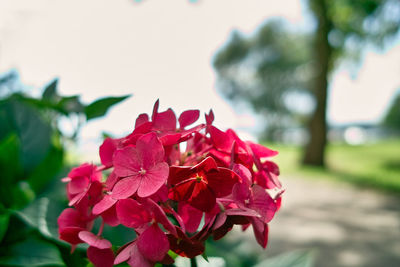 Close-up of pink rose flower