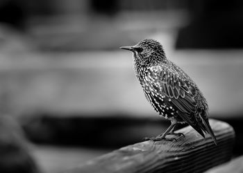 Close-up of starling perching on wood