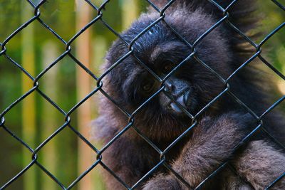 Close-up of monkey