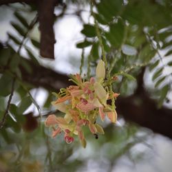 Close-up of leaves on tree