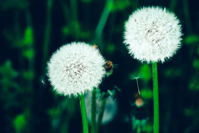 Close-up of dandelion blooming outdoors