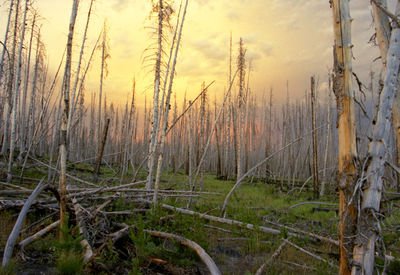 Bare trees on landscape against sky