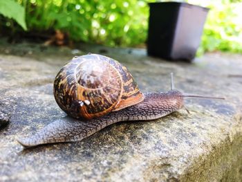 Close-up of snail on retaining wall