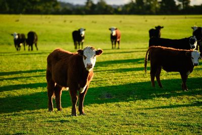 Cows on field