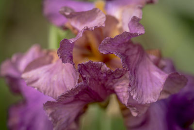 Close-up of purple flowers