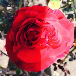 Close-up of red rose