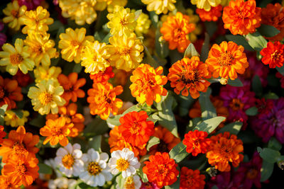 Close-up of yellow flowering plants