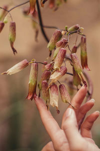 Close-up of hand holding plant outdoors