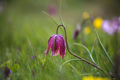 Snake's head fritillary fritillaria meleagris close-up view growing in field