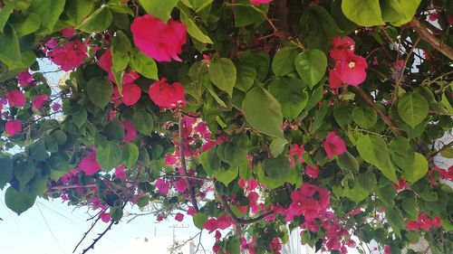 Low angle view of bougainvillea blooming on tree