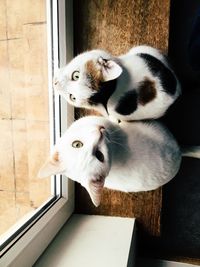 High angle view of cat sitting at home