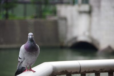 Close-up of bird perching outdoors