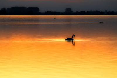 Silhouette bird on lake against orange sky