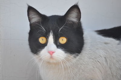 Close-up portrait of a cat