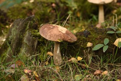 Close-up of mushroom growing on field