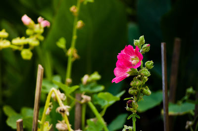 Close-up of pink flowering plant