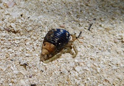 Close-up of crab on sand
