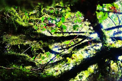 Trees growing in forest