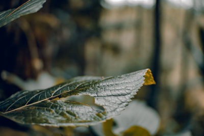 Close-up of dried leaves