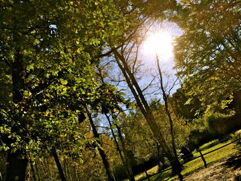 Low angle view of trees in forest