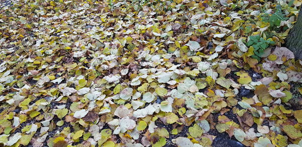 High angle view of maple leaves on road