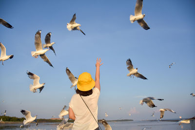 Low angle view of seagulls flying against sky