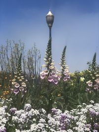 Low angle view of flowering plants in park against sky