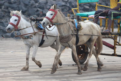 Horses on horse cart