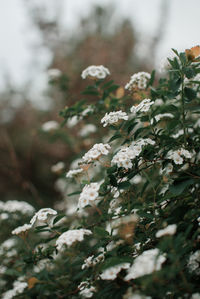 Close-up of white flowering plant