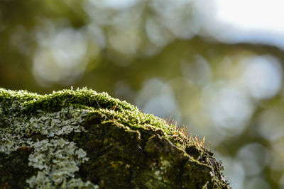 Close-up of moss on rock