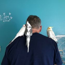 Birds perching on man shoulder against wall at home