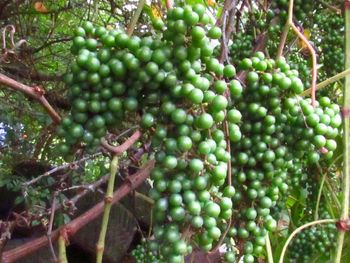 Close-up of fruits growing on tree