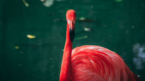 Close-up of a bird