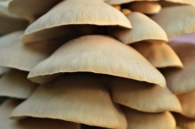 Close-up of mushrooms