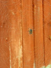 Close-up of spider on web