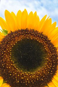 Close-up of sunflower against sky