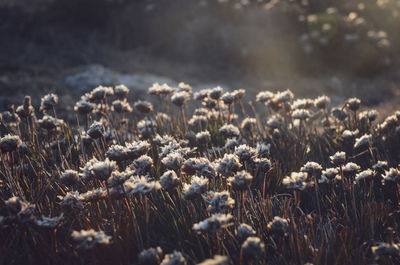 Close-up of dry plants on field