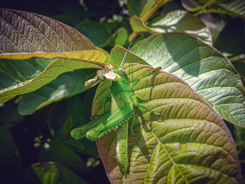 Close-up of grasshopper on leaf