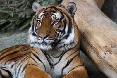 Close-up of tiger relaxing by wood