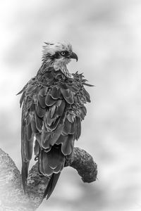 Low angle view of eagle flying against sky