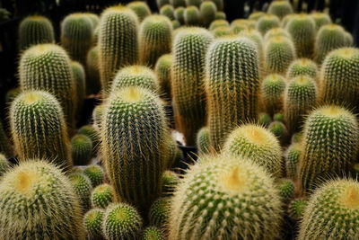 Full frame shot of cactus