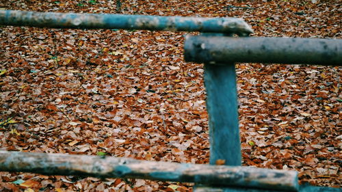 Close-up of metal fence during autumn