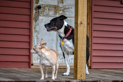 Dog looking away