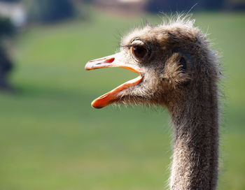 Close-up of a bird looking away