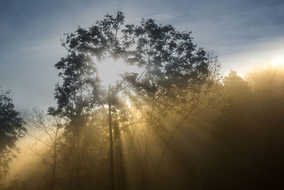 Sunlight streaming through trees against sky during sunset