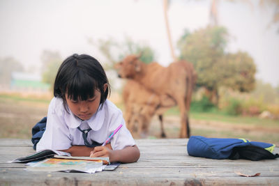 Schoolgirl studying while sitting against cows