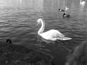 Swan swimming in lake