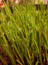 Close-up of wet grass on field